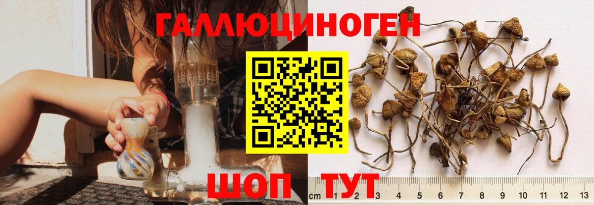 Владивосток  Псилоцибиновые грибы прущие грибы  Вход с VPN 